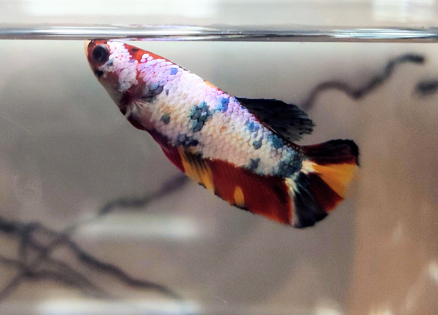 Multi Color Plakat [Male] #AFA-0108     [What You See Is What You Get]