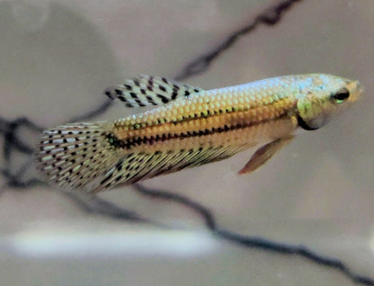 Alien [Male] #AFA-0109       [What You See Is What You Get]