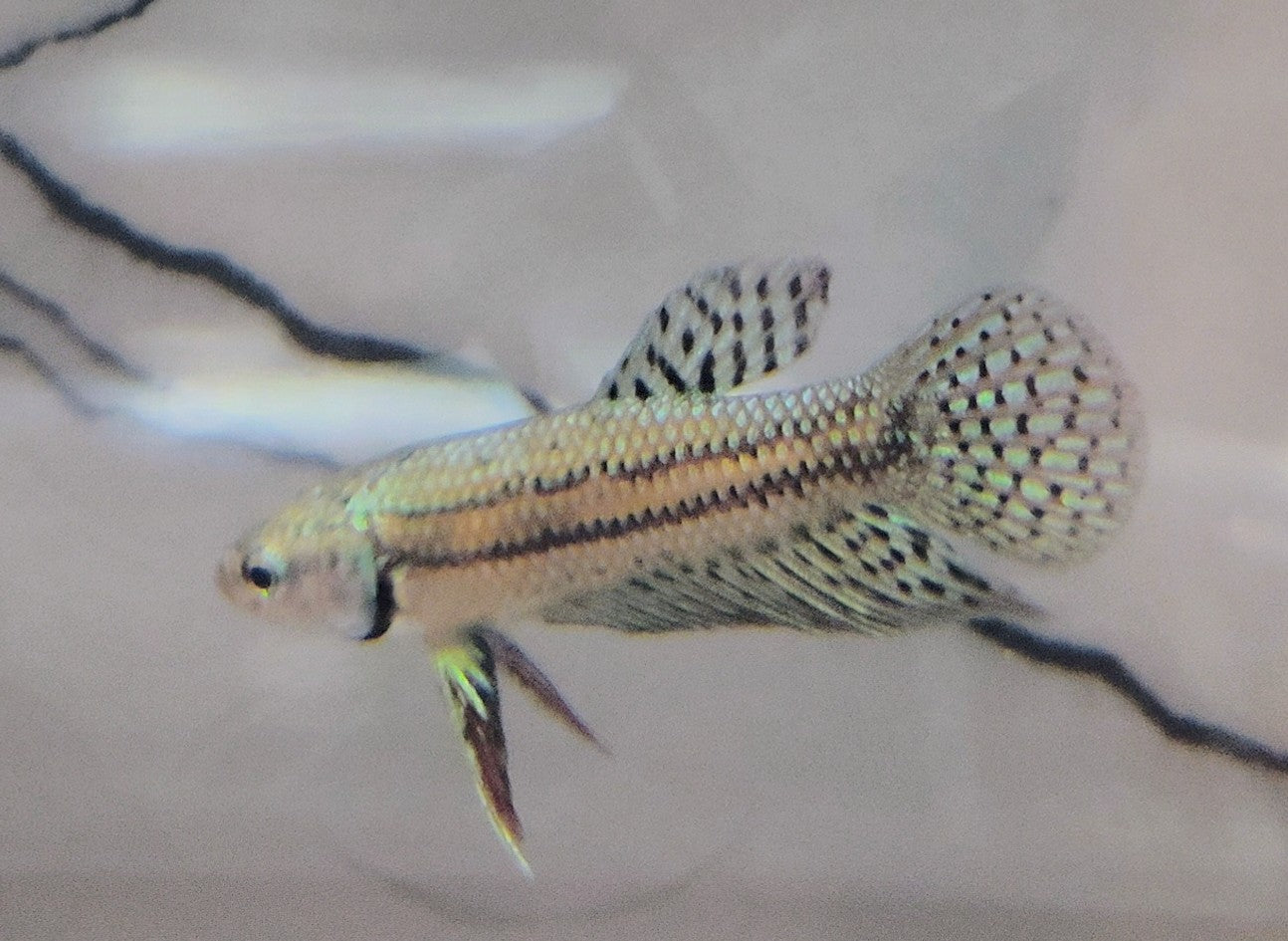 Alien [Male] #AFA-0109       [What You See Is What You Get]