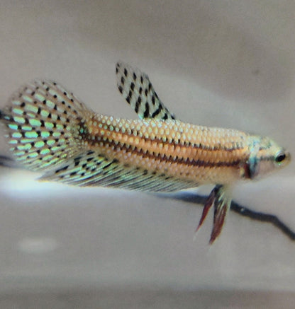 Alien [Male] #AFA-0109       [What You See Is What You Get]