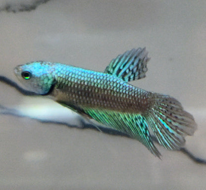 Alien Green [Male] #AFA-0107          [What You See Is What You Get]