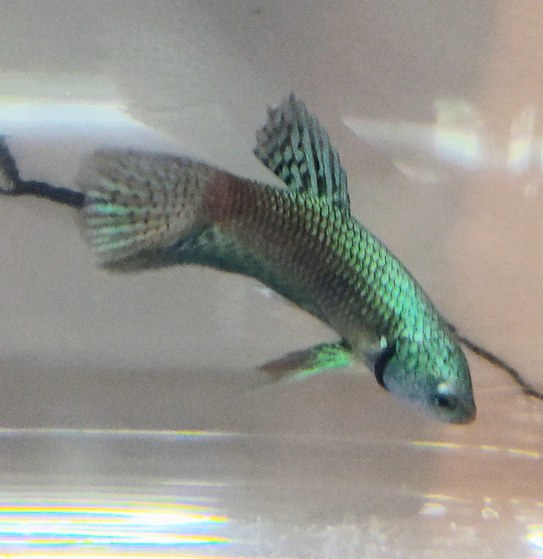 Alien Green [Male] #AFA-0107          [What You See Is What You Get]