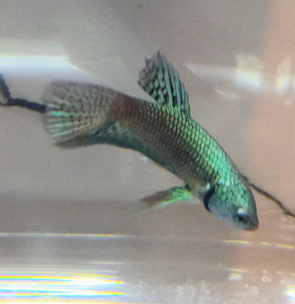 Alien Green [Male] #AFA-0107          [What You See Is What You Get]