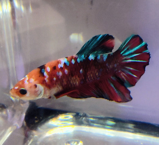 Galaxy Plakat [Male]  #AFA-0106      [What You See Is What You Get]