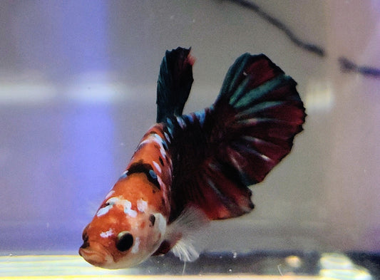 Galaxy Plakat [Male]  #AFA-0106      [What You See Is What You Get]