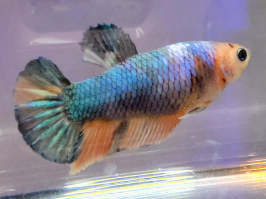 Kio Plakat [Female] #AFA-0118       [What You See Is What You Get]