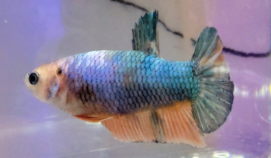 Kio Plakat [Female] #AFA-0118       [What You See Is What You Get]