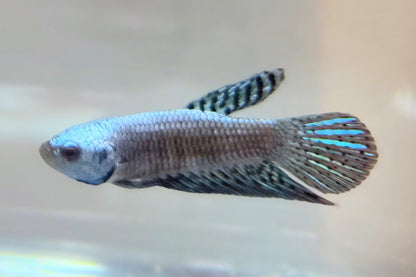 Alien Blue-Grn [Male] #AFA-0119       [What You See Is What You Get]