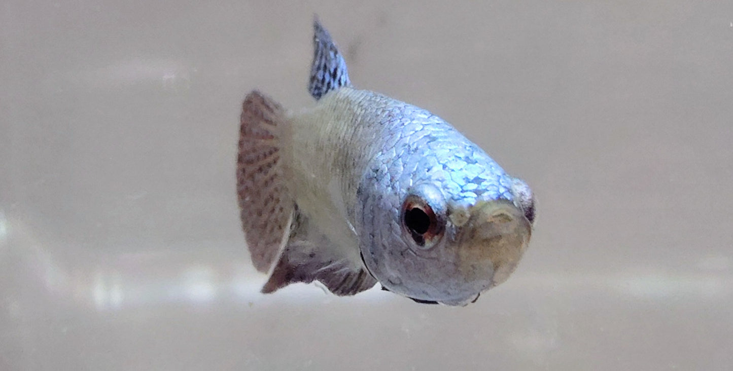 Alien Blue-Grn [Male] #AFA-0119       [What You See Is What You Get]