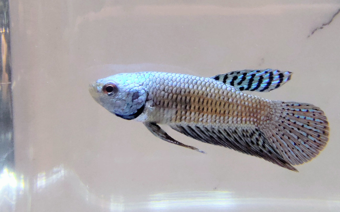 Alien Blue-Grn [Male] #AFA-0119       [What You See Is What You Get]