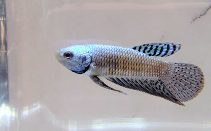 Alien Blue-Grn [Male] #AFA-0119       [What You See Is What You Get]