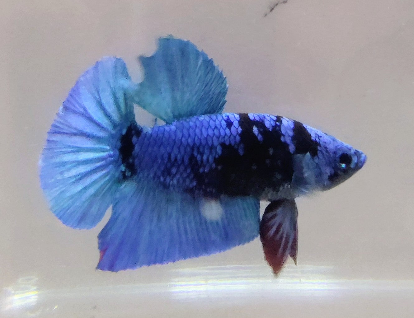 Avatar Betta Plakat [Male] #AFA-0113      [What You See Is What You Get]