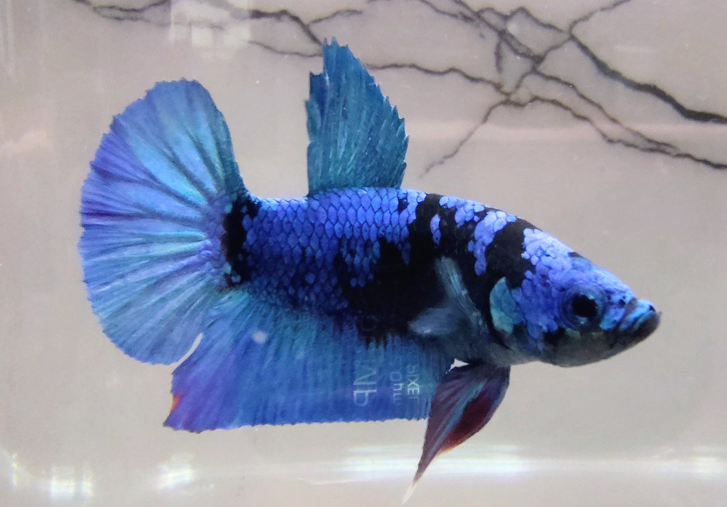 Avatar Betta Plakat [Male] #AFA-0113      [What You See Is What You Get]
