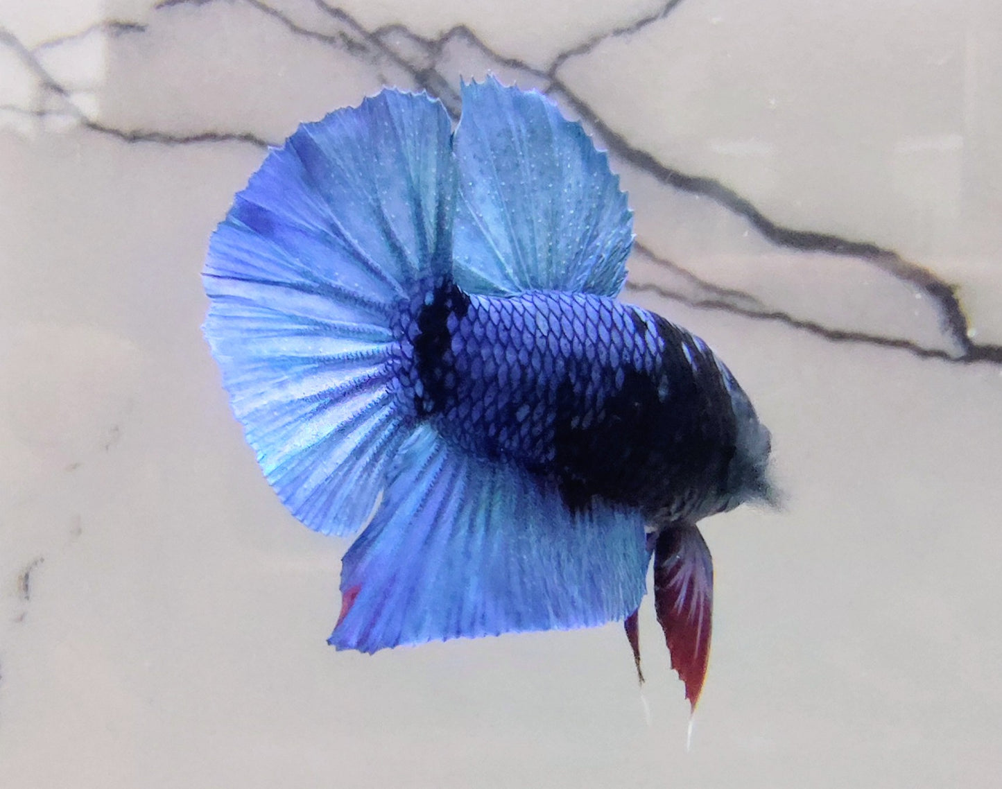 Avatar Betta Plakat [Male] #AFA-0113      [What You See Is What You Get]