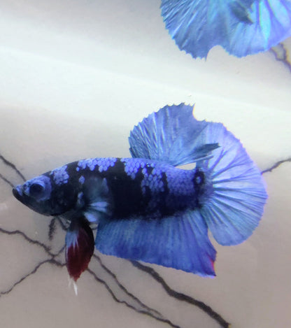 Avatar Betta Plakat [Male] #AFA-0113      [What You See Is What You Get]