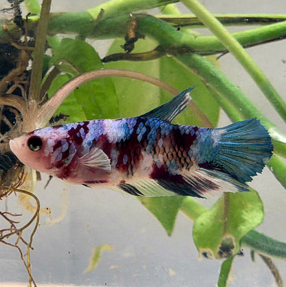 Galaxy Betta Plakat [Female] #AFA-0101 [What You See Is What You Get]