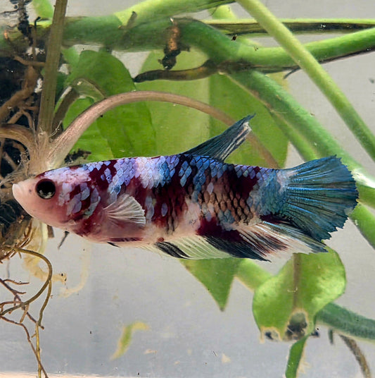 Galaxy Betta Plakat [Female] #AFA-0101 [What You See Is What You Get]