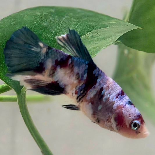 Galaxy Betta Plakat [Female] #AFA-0101 [What You See Is What You Get]