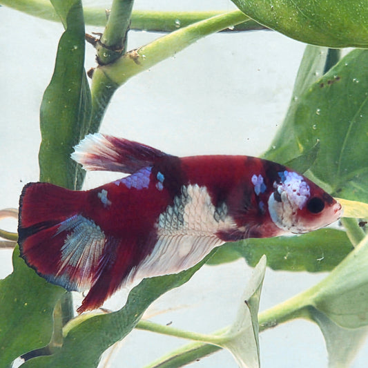 Galaxy Betta Plakat [Female] #AFA-0102 [What You See Is What You Get]