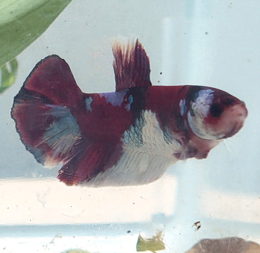 Galaxy Betta Plakat [Female] #AFA-0102 [What You See Is What You Get]