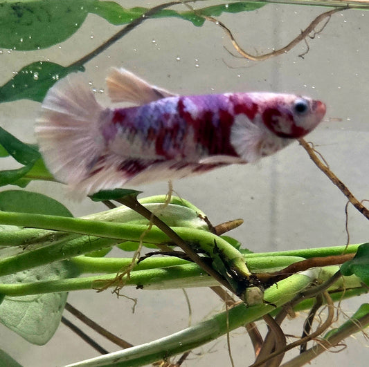 Galaxy Betta Plakat [Female] #AFA-0103 [What You See Is What You Get]