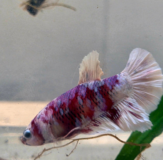 Galaxy Betta Plakat [Female] #AFA-0103 [What You See Is What You Get]