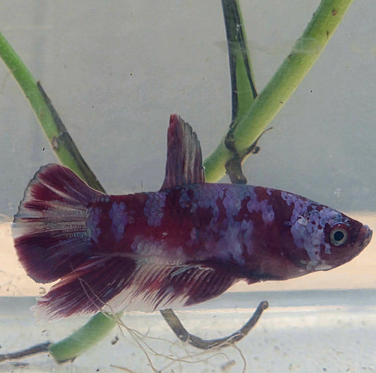 Galaxy Betta Plakat [Female] #AFA-0104 [What You See Is What You Get]