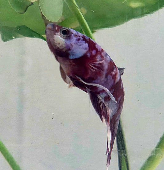 Galaxy Betta Plakat [Female] #AFA-0104 [What You See Is What You Get]