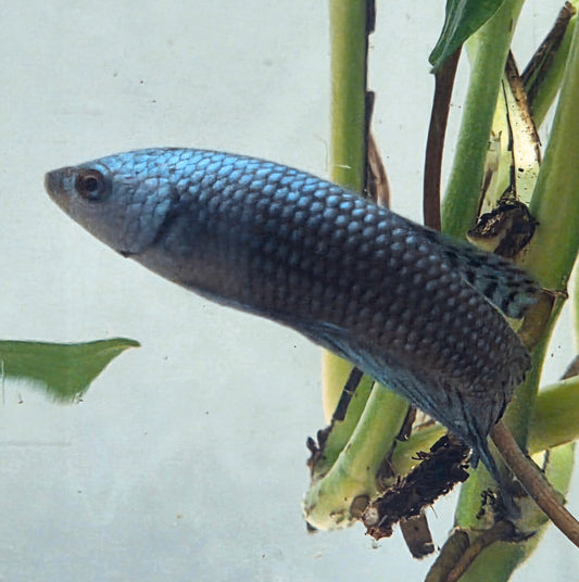 Royal Blue Alien Betta [female] #AFA-0105 [What You See Is What You Get]