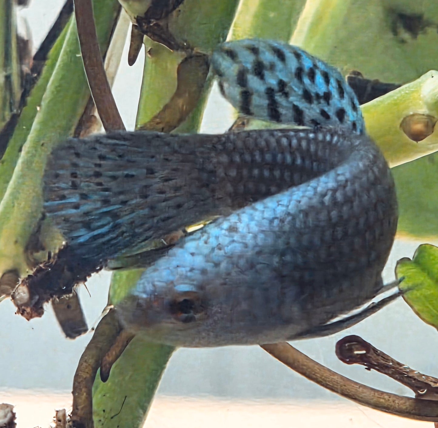 Royal Blue Alien Betta [female] #AFA-0105 [What You See Is What You Get]