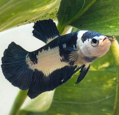 Blue Marble Plakat Betta Fish [Male] #AFA-0115 [What You See Is What You Get]