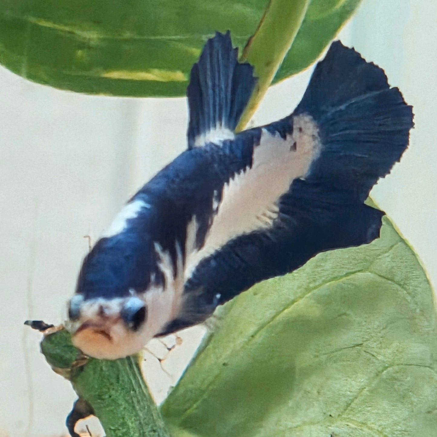 Blue Marble Plakat Betta Fish [Male] #AFA-0115 [What You See Is What You Get]