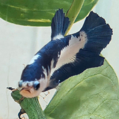 Blue Marble Plakat Betta Fish [Male] #AFA-0115 [What You See Is What You Get]