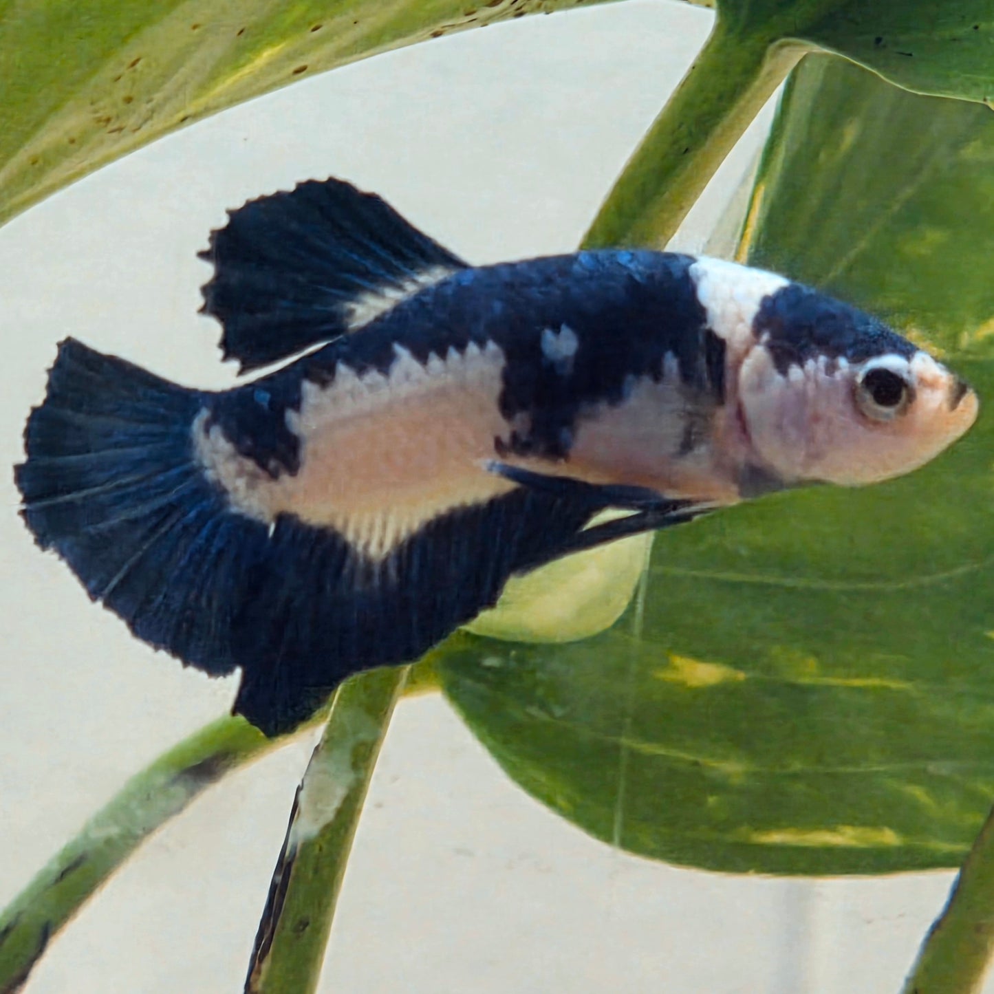 Blue Marble Plakat Betta Fish [Male] #AFA-0115 [What You See Is What You Get]