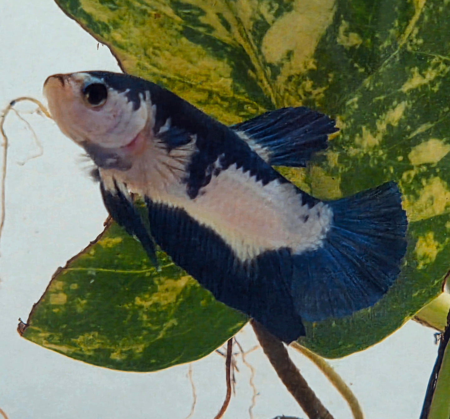 Blue Marble Plakat Betta Fish [Male] #AFA-0115 [What You See Is What You Get]