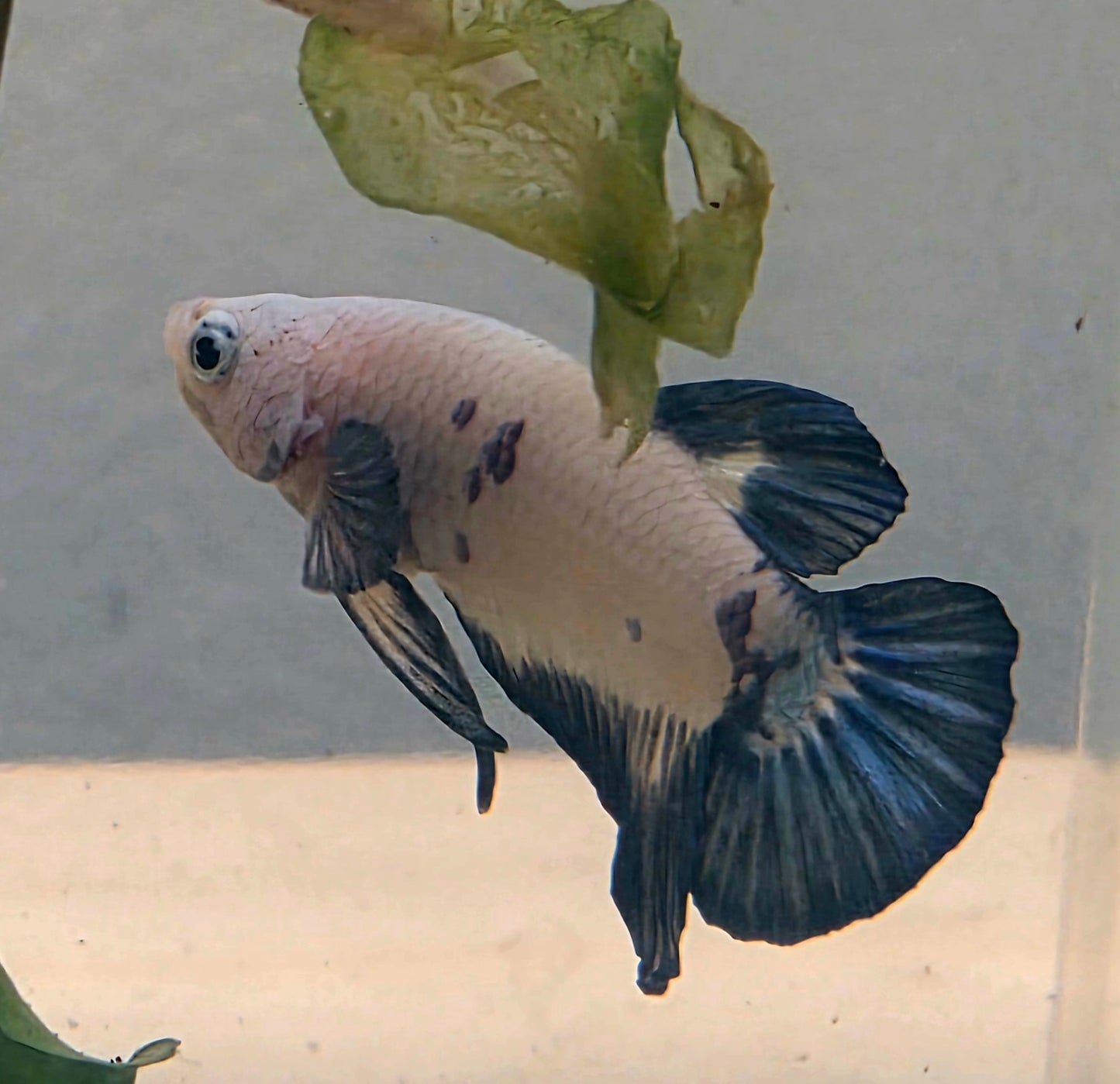 Blue Marble Plakat Betta Fish [Male] #AFA-0116 [What You See Is What You Get]
