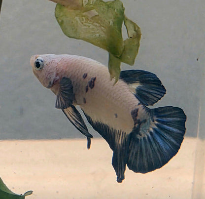Blue Marble Plakat Betta Fish [Male] #AFA-0116 [What You See Is What You Get]