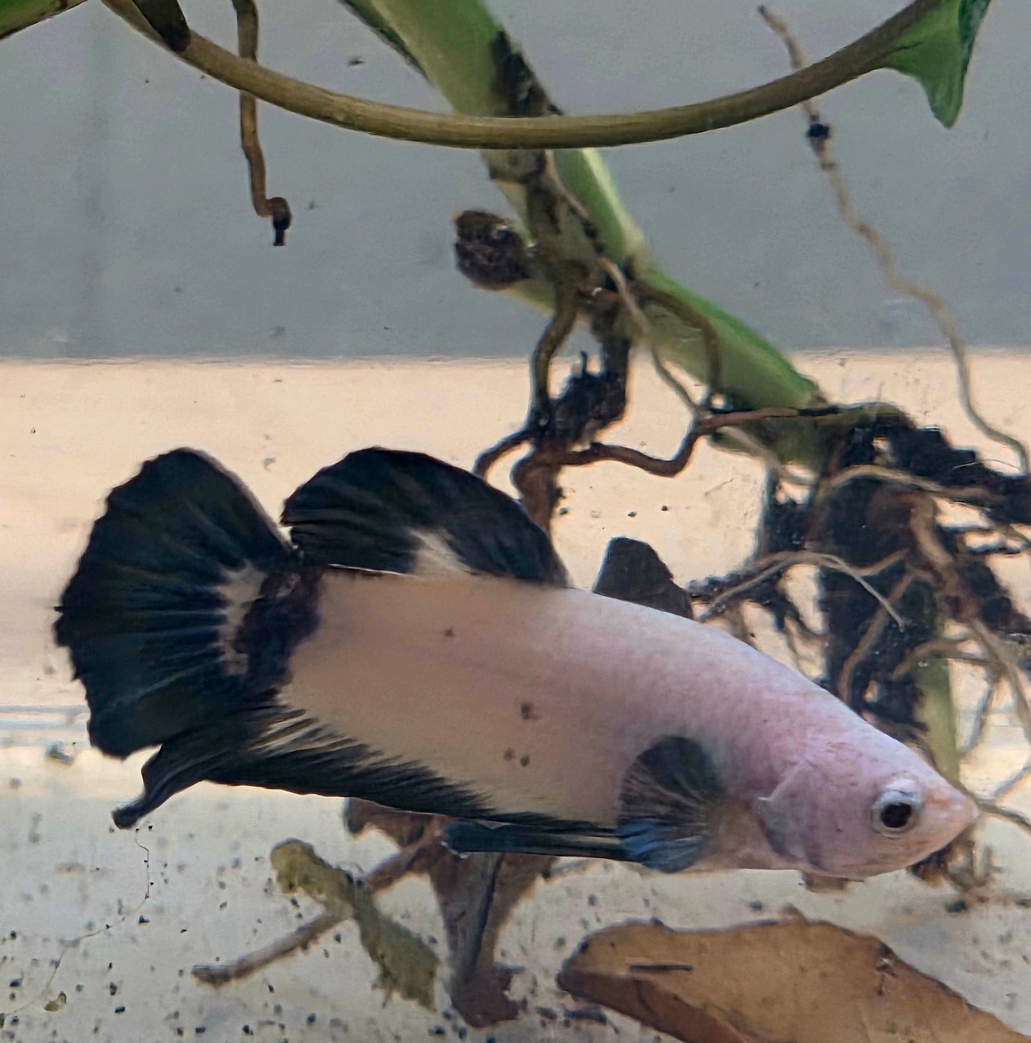 Blue Marble Plakat Betta Fish [Male] #AFA-0116 [What You See Is What You Get]