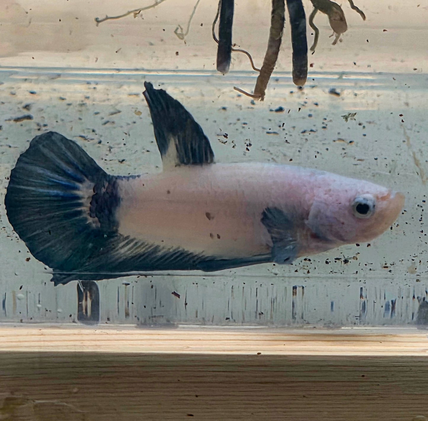 Blue Marble Plakat Betta Fish [Male] #AFA-0116 [What You See Is What You Get]