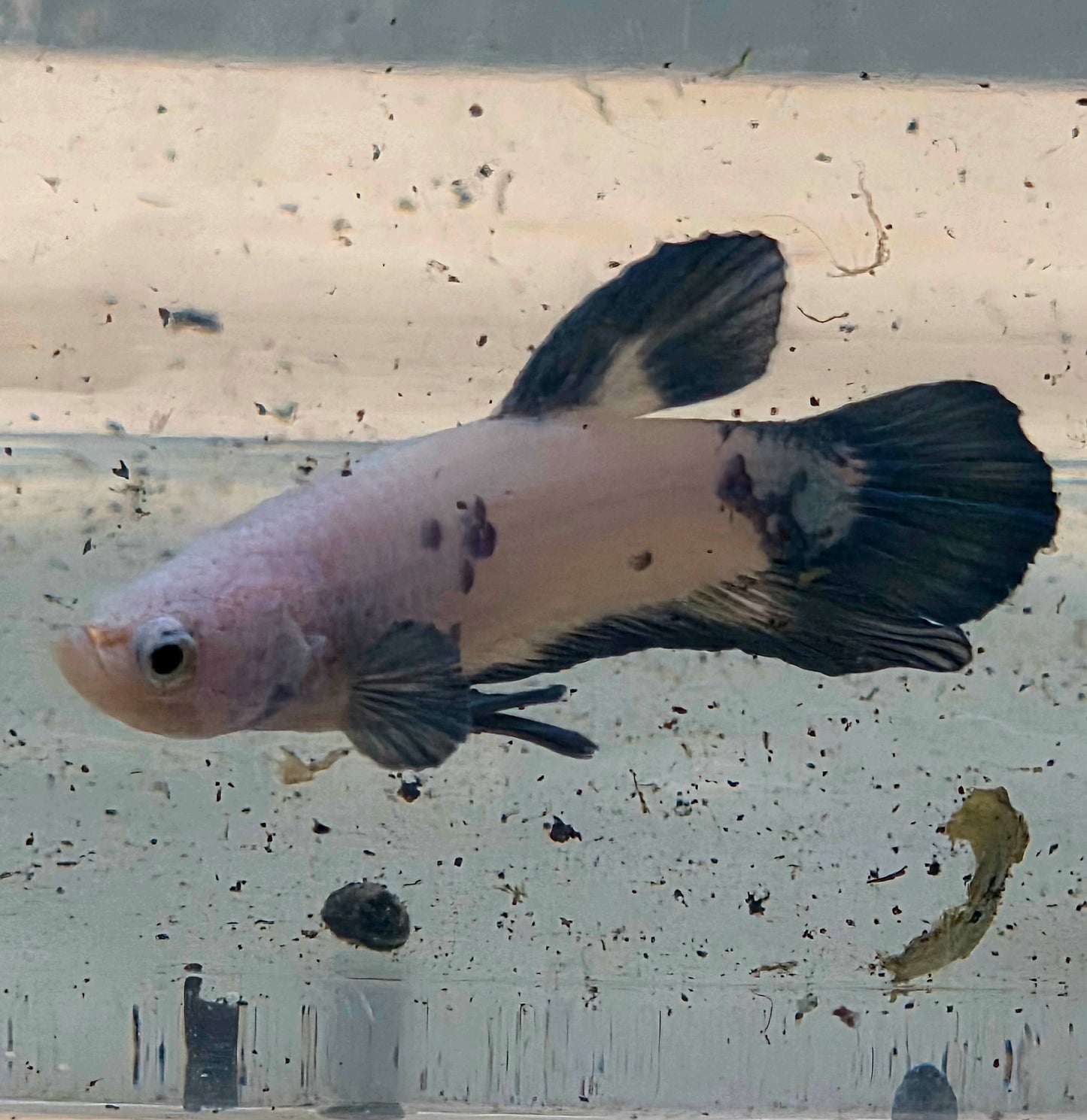 Blue Marble Plakat Betta Fish [Male] #AFA-0116 [What You See Is What You Get]