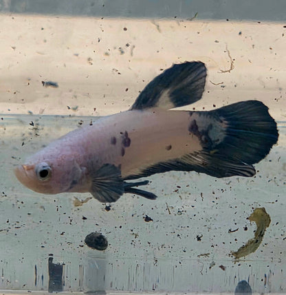 Blue Marble Plakat Betta Fish [Male] #AFA-0116 [What You See Is What You Get]