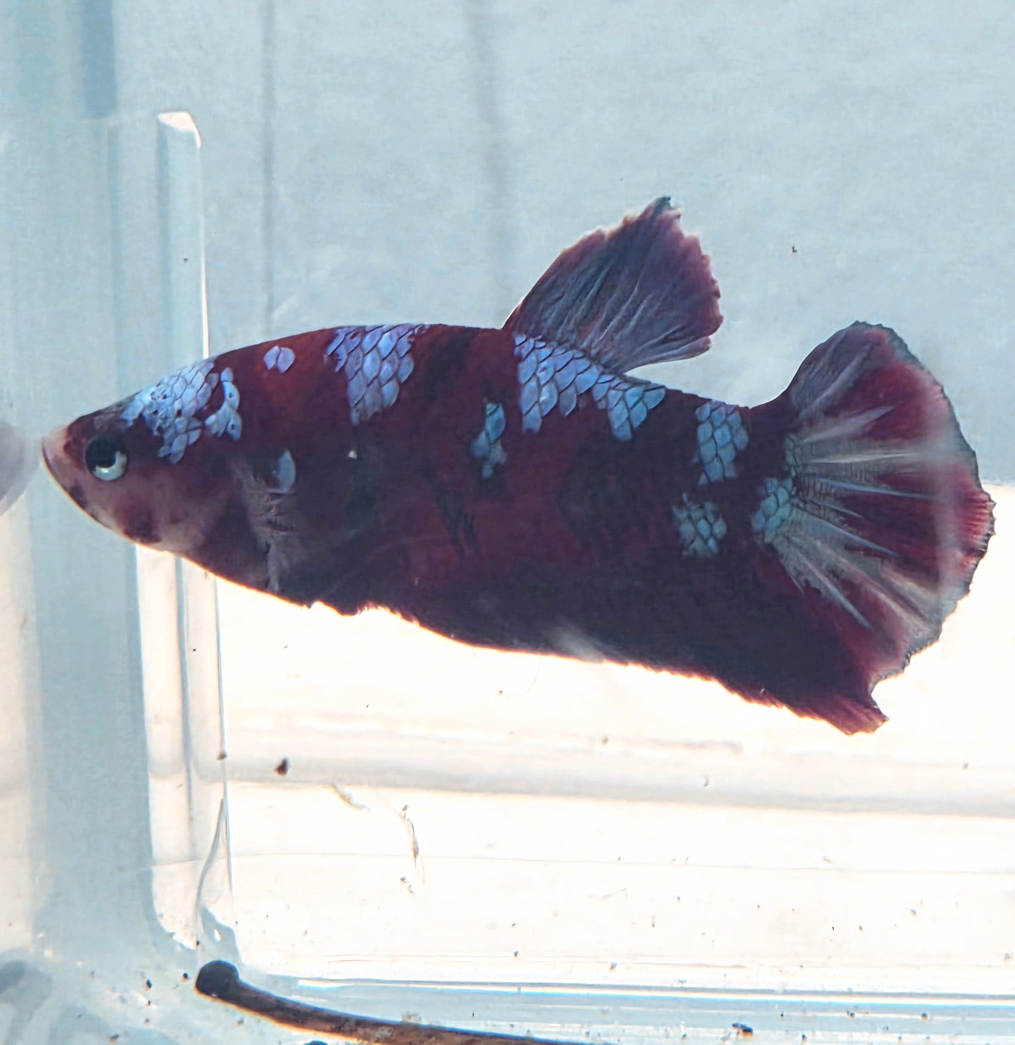 Galaxy Betta Plakat [Male] #AFA-0110 [What You See Is What You Get]