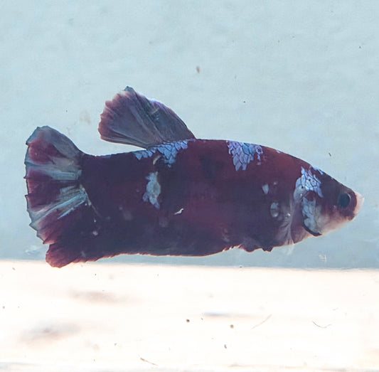 Galaxy Betta Plakat [Male] #AFA-0110 [What You See Is What You Get]