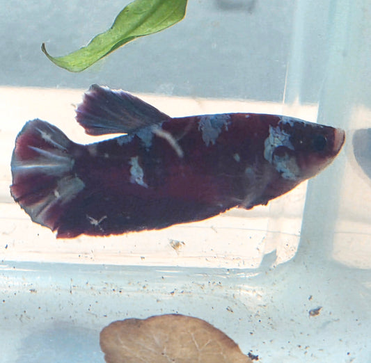 Galaxy Betta Plakat [Male] #AFA-0110 [What You See Is What You Get]
