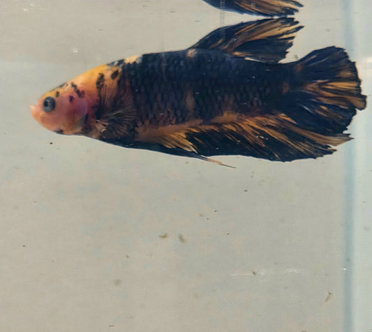 Yellow Koi Betta Plakat [Male] #AFA-0111 [What You See Is What You Get]