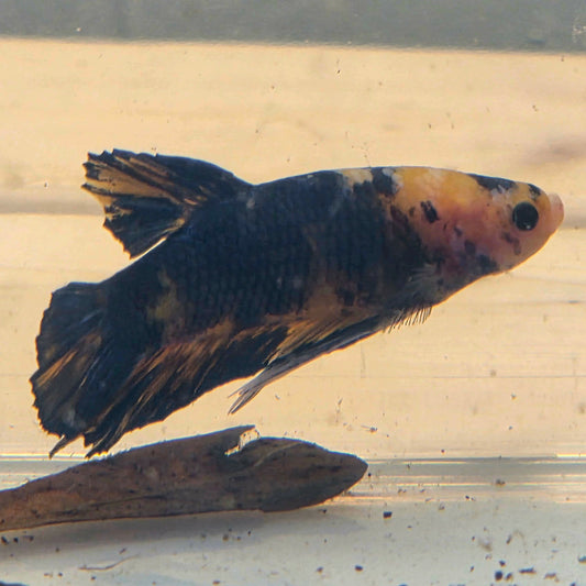Yellow Koi Betta Plakat [Male] #AFA-0111 [What You See Is What You Get]