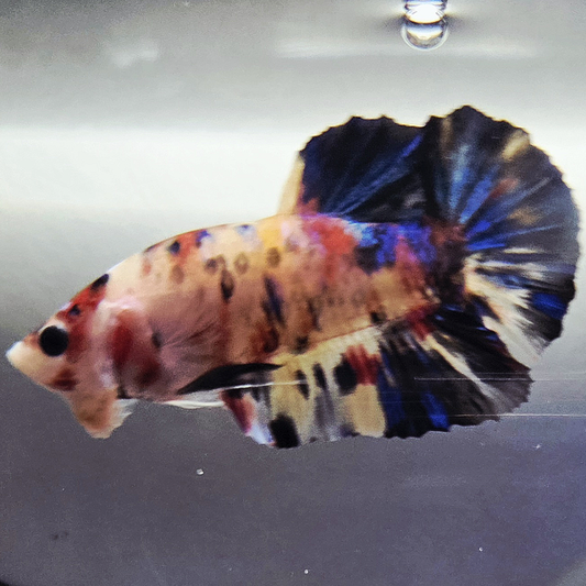 Kio Betta [Female] #AFA-0120       [What You See Is What You Get]