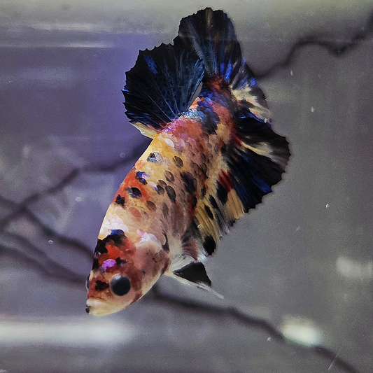 Kio Betta [Female] #AFA-0120       [What You See Is What You Get]