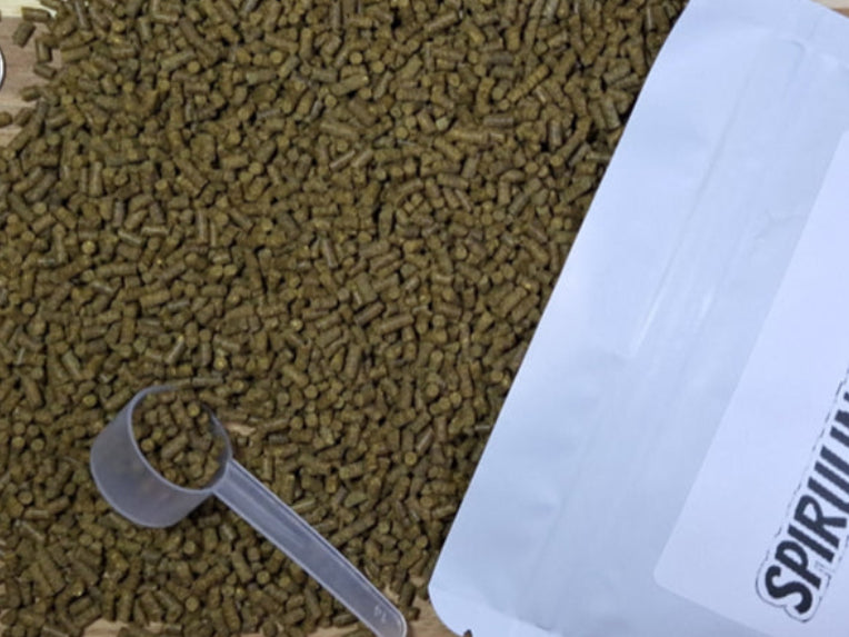 SPIRULINA STAPLE-2.4 mm Pellet [4oz]